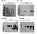 Fig. 52 - Compositions containing HC-HA/PTX3 complexes and methods of use thereof