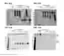 Fig. 53 - Compositions containing HC-HA/PTX3 complexes and methods of use thereof