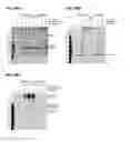 Fig. 63 - Compositions containing HC-HA/PTX3 complexes and methods of use thereof