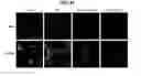 Fig. 68 - Compositions containing HC-HA/PTX3 complexes and methods of use thereof