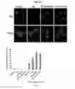 Fig. 71 - Compositions containing HC-HA/PTX3 complexes and methods of use thereof