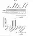 Fig. 74 - Compositions containing HC-HA/PTX3 complexes and methods of use thereof