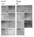 Fig. 79 - Compositions containing HC-HA/PTX3 complexes and methods of use thereof
