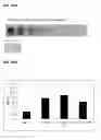 Fig. 87 - Compositions containing HC-HA/PTX3 complexes and methods of use thereof