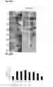 Fig. 89 - Compositions containing HC-HA/PTX3 complexes and methods of use thereof