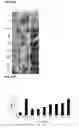 Fig. 90 - Compositions containing HC-HA/PTX3 complexes and methods of use thereof