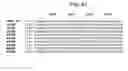 Fig. 26 - MUTANT ADENO-ASSOCIATED VIRUS VIRIONS AND METHODS OF USE THEREOF