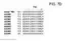 Fig. 30 - MUTANT ADENO-ASSOCIATED VIRUS VIRIONS AND METHODS OF USE THEREOF