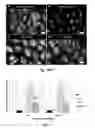 Fig. 02 - Silk-derived protein for treating inflammation