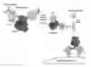 Fig. 01 - CTLA4-binding protein peptide-linker masks