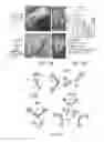 Fig. 16 - CSF1R-based chimeric proteins