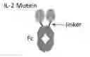 Fig. 01 - IL-2 MUTEINS AND USES THEREOF