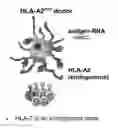 Fig. 01 - T cell receptors and uses thereof