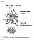 Fig. 02 - T cell receptors and uses thereof