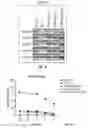 Fig. 22 - SLC45A2 PEPTIDES FOR IMMUNOTHERAPY
