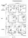 Fig. 46 - SLC45A2 PEPTIDES FOR IMMUNOTHERAPY