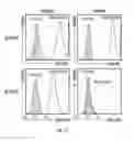 Fig. 48 - SLC45A2 PEPTIDES FOR IMMUNOTHERAPY