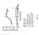 Fig. 09 - Constructs having a SIRP-alpha domain or variant thereof