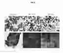 Fig. 08 - Polypeptide derived from tropoelastin and biocompatible material comprising same