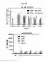Fig. 35 - Optimized PNE-based chimeric receptor T cell switches and uses thereof
