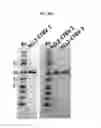 Fig. 45 - Optimized PNE-based chimeric receptor T cell switches and uses thereof