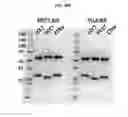 Fig. 49 - Optimized PNE-based chimeric receptor T cell switches and uses thereof