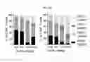 Fig. 71 - Optimized PNE-based chimeric receptor T cell switches and uses thereof