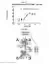 Fig. 76 - Optimized PNE-based chimeric receptor T cell switches and uses thereof