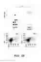 Fig. 07 - COMPOSITIONS AND METHODS FOR MODULATING AN IMMUNE RESPONSE