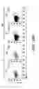 Fig. 41 - COMPOSITIONS AND METHODS FOR MODULATING AN IMMUNE RESPONSE