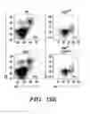 Fig. 43 - COMPOSITIONS AND METHODS FOR MODULATING AN IMMUNE RESPONSE