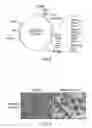 Fig. 11 - Targeting PD-L1 on tumor cells