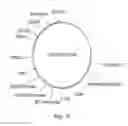 Fig. 17 - Targeting PD-L1 on tumor cells