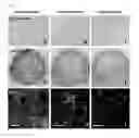 Fig. 06 - Method for producing cultivated epithelial cell sheet