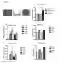 Fig. 06 - IN VITRO PRODUCTION OF PANCREATIC BETA CELLS