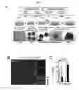 Fig. 02 - GENERATION OF MIDBRAIN-SPECIFIC ORGANOIDS FROM HUMAN PLURIPOTENT STEM CELLS