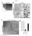 Fig. 09 - GENERATION OF MIDBRAIN-SPECIFIC ORGANOIDS FROM HUMAN PLURIPOTENT STEM CELLS