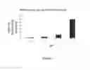 Fig. 03 - Methods and compositions for production of vaccina virus