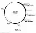 Fig. 06 - Polypeptides having cellulolytic enhancing activity and polynucleotides encoding same