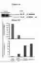 Fig. 02 - Modulation of BCL11A for treatment of hemoglobinopathies
