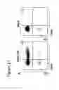 Fig. 49 - A METHOD FOR HIGH LEVEL AND STABLE GENE TRANSFER IN LYMPHOCYTES
