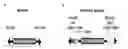 Fig. 01 - Enhanced sleeping beauty transposons, kits and methods of transposition