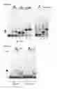 Fig. 06 - Enhanced sleeping beauty transposons, kits and methods of transposition