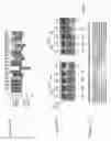 Fig. 19 - DNA-binding proteins and uses thereof