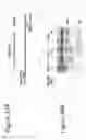 Fig. 26 - DNA-binding proteins and uses thereof