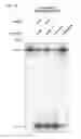 Fig. 23 - Methods and compositions or RNA-directed target DNA modification and for RNA-directed modulation of transcription
