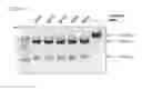 Fig. 24 - Methods and compositions or RNA-directed target DNA modification and for RNA-directed modulation of transcription