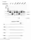 Fig. 50 - Methods and compositions or RNA-directed target DNA modification and for RNA-directed modulation of transcription