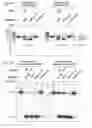 Fig. 51 - Methods and compositions or RNA-directed target DNA modification and for RNA-directed modulation of transcription