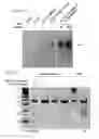 Fig. 58 - Methods and compositions or RNA-directed target DNA modification and for RNA-directed modulation of transcription